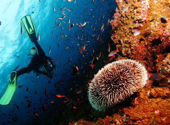 Scuba Diving in Goa: Dive into the Adventure!