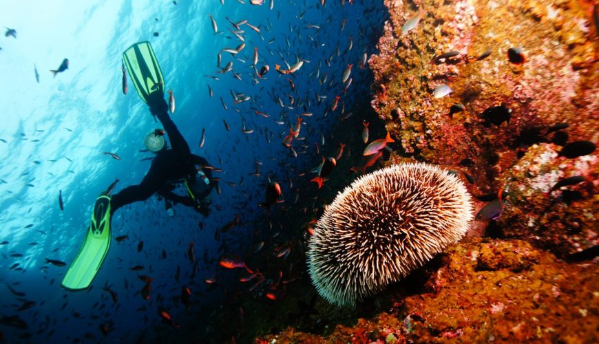 Scuba Diving in Goa: Dive into the Adventure!