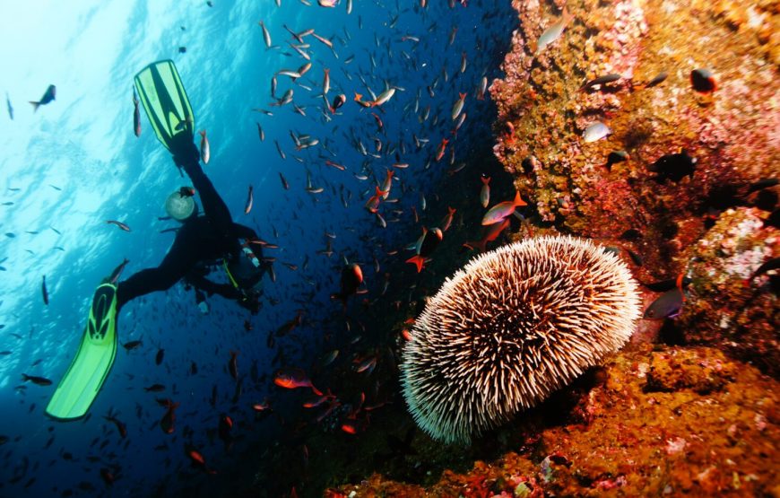 Scuba Diving in Goa: Dive into the Adventure!